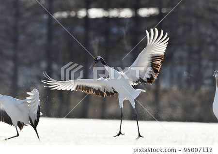 Dancing of cranes (Hokkaido, Tsurui) Dancing of cranes (Hokkaido, Tsurui) 95007112