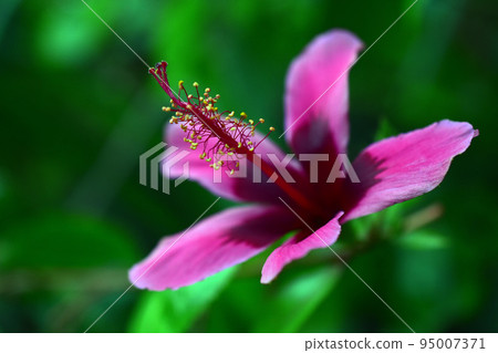 溫室裡的芙蓉 溫室裡的芙蓉 95007371