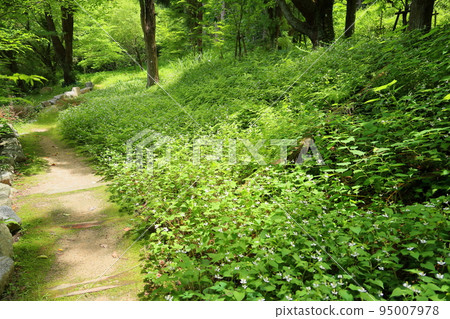 Houttuynia cordata flower Houttuynia cordata flower 95007978