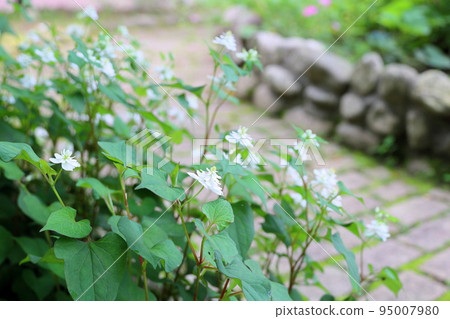 Yaesaki Dokudami花 Yaesaki Dokudami花 95007980