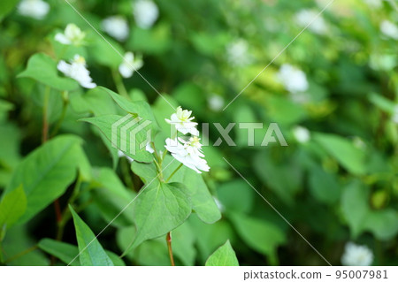 Yaesaki Dokudami flower 95007981