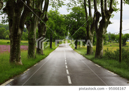 road passing under the plane trees 95008167