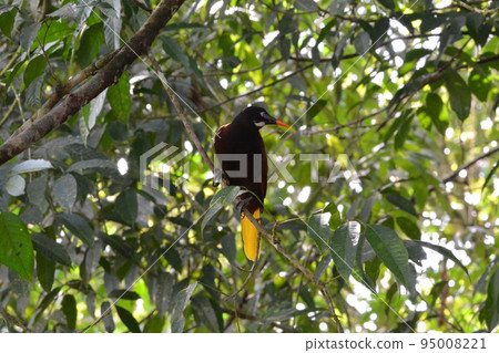 Giant squirrel 95008221