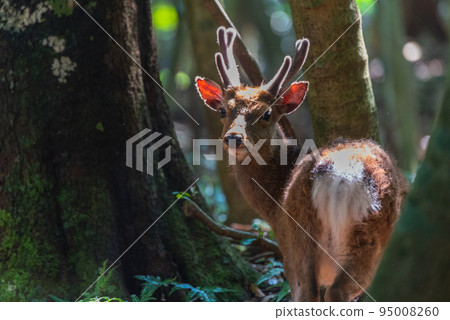 Male Yakushima deer, alert, World Natural Heritage Site (Spring) 95008260