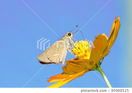 Ichimonjisesseri sucking nectar from yellow cosmos flowers 95008525