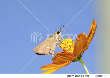 Ichimonjisesseri sucking nectar from yellow cosmos flowers Ichimonjisesseri sucking nectar from yellow cosmos flowers 95008526