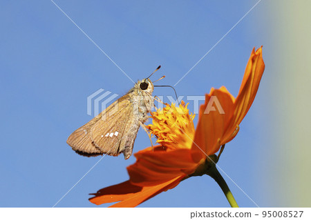 Ichimonjisesseri sucking nectar from yellow cosmos flowers 95008527