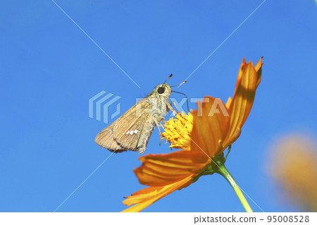 Ichimonjisesseri sucking nectar from yellow cosmos flowers 95008528