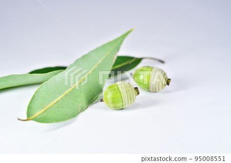 White oak leaves and fruit (Autumn, September) 95008551