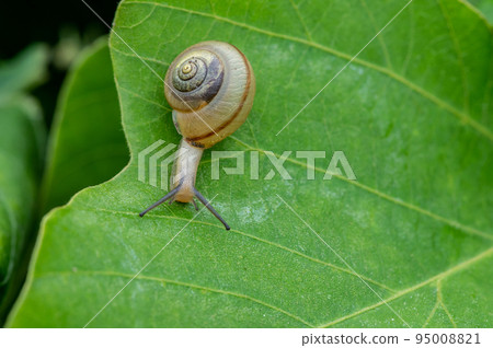 一隻蝸牛（金合歡鴨嘴獸）在草地上爬行 95008821