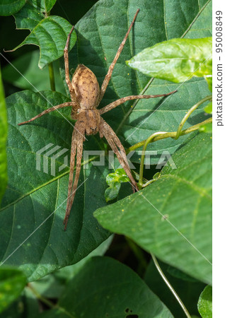Ilo-billed spider Ilo-billed spider 95008849