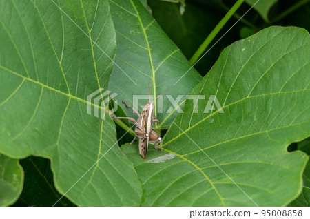 Patanga japonica 95008858