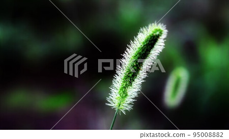 cat teaser cat teaser 95008882