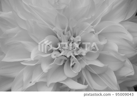 Close-up of flowers 95009043