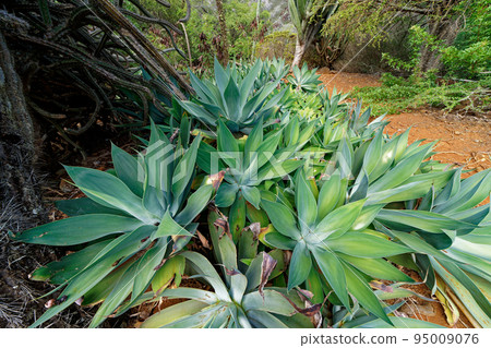 Plants in the Dimensional Coco Crater Botanical Garden 95009076