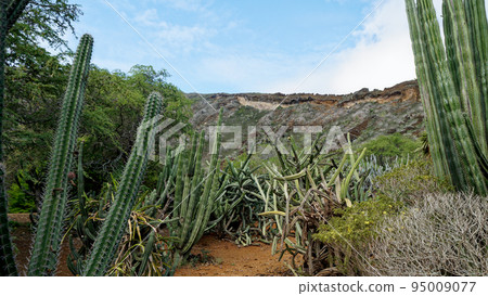 go pillar cactus go pillar cactus 95009077