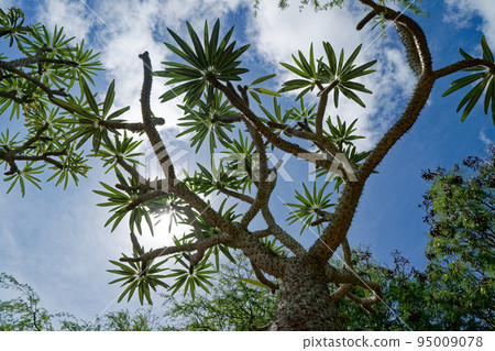 a tree with leaves that look like propellers 95009078