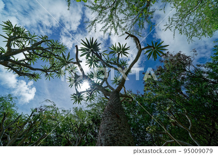 a tree with leaves that look like propellers a tree with leaves that look like propellers 95009079