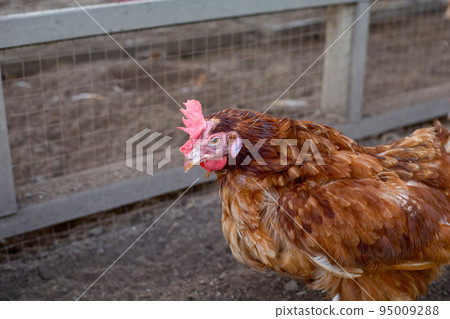 Hens in the chicken farm. Organic poultry house. 95009288