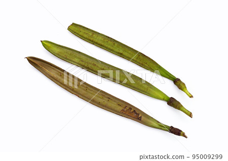 Fruit of Broken Bone tree on white background. Fruit of Broken Bone tree on white background. 95009299