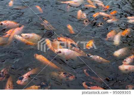 Red tilapia fish in the pond Red tilapia fish in the pond 95009303