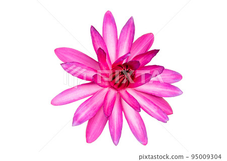 Beautiful blooming Nymphaea lotus flower Beautiful blooming Nymphaea lotus flower 95009304