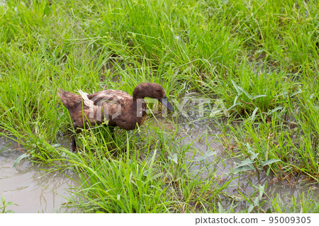Free range duck farm. Natural organic duck Free range duck farm. Natural organic duck 95009305