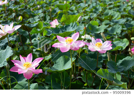 Pink lotus flower blooming in pond with green leaves Pink lotus flower blooming in pond with green leaves 95009396