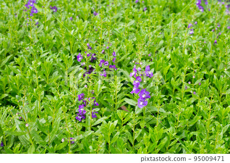 Beautiful angelonia goyazensis benth in the park Beautiful angelonia goyazensis benth in the park 95009471