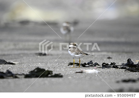 Hajirokojiri 95009497