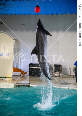 Dolphin show 1 95009619