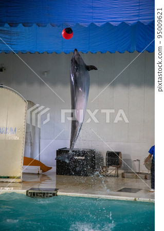 Dolphin show 2 95009621