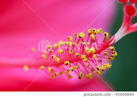 美麗的粉紅色芙蓉雄蕊和雌蕊的宏觀圖像,上面鑲嵌著珠寶和黃金 美麗的粉紅色芙蓉雄蕊和雌蕊的宏觀圖像,上面鑲嵌著珠寶和黃金 95009894