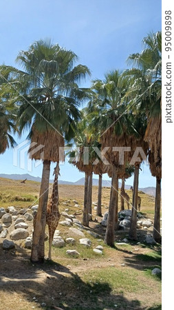 Giraffe loves Plam tree(desert zoo in Plam Springs, California) 95009898