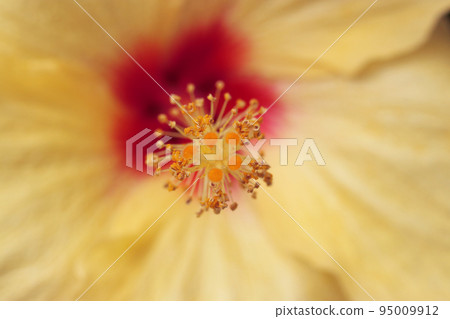美麗的芙蓉雄蕊和雌蕊的宏觀圖像，看起來像是鑲滿了金珠寶 95009912