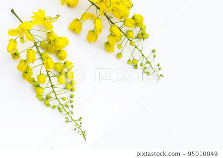 Cassia fistula flower on white background. 95010049