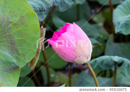 Pink lotus flower blooming in pond with green leaves 95010075