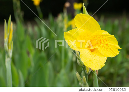Beautiful canna flower with green leaves in the garden 95010083