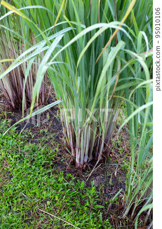 Lemongrass clump in the garden 95010106