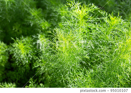Dog fennel (Eupatorium capillifolium) in the garden Dog fennel (Eupatorium capillifolium) in the garden 95010107