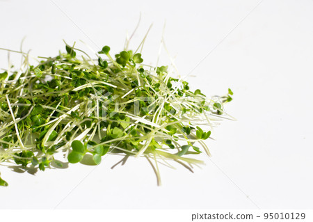 Organic kale sprouts. Healthiest vegetables concept Organic kale sprouts. Healthiest vegetables concept 95010129