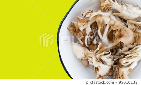 Maitake (Grifola frondose) mushroom on green background Maitake (Grifola frondose) mushroom on green background 95010132