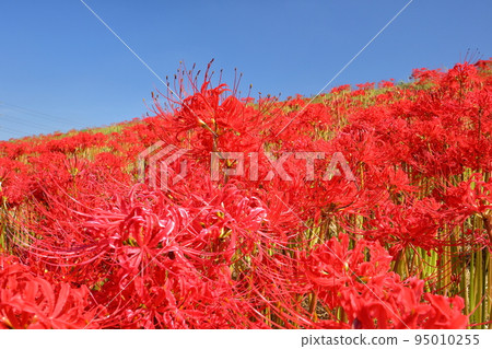Fukizuka, Kawashima-cho, Hiki-gun, Saitama Prefecture A cluster of manjushage (cluster amaryllis) dyes the banks of the Koshibe River red 95010255