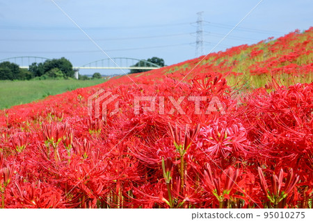 Fukizuka, Kawashima-cho, Hiki-gun, Saitama Prefecture A cluster of manjushage (cluster amaryllis) dyes the banks of the Koshibe River red 95010275
