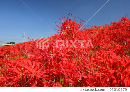 Fukizuka, Kawashima-cho, Hiki-gun, Saitama Prefecture A cluster of manjushage (cluster amaryllis) dyes the banks of the Koshibe River red Fukizuka, Kawashima-cho, Hiki-gun, Saitama Prefecture A cluster of manjushage (cluster amaryllis) dyes the banks of the Koshibe River red 95010279