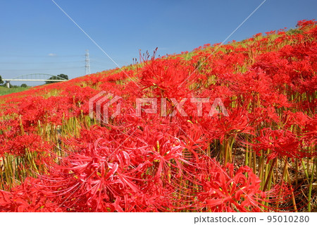 Fukizuka, Kawashima-cho, Hiki-gun, Saitama Prefecture A cluster of manjushage (cluster amaryllis) dyes the banks of the Koshibe River red Fukizuka, Kawashima-cho, Hiki-gun, Saitama Prefecture A cluster of manjushage (cluster amaryllis) dyes the banks of the Koshibe River red 95010280