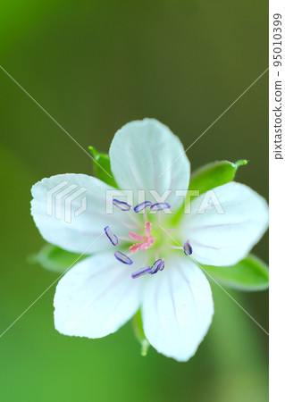 Macro photography of small flowers, mauve stamens, and orange pistils of "Shirobana Gennoshoko" blooming in the field in the evening. Macro photography of small flowers, mauve stamens, and orange pistils of "Shirobana Gennoshoko" blooming in the field in the evening. 95010399