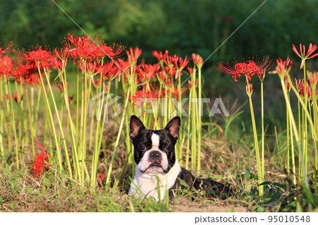 2022Mighty，一隻波士頓梗犬，在為日本最幸福的小鎮鳩山的里山著色的孤挺花叢前看起來很可愛♡ 95010548