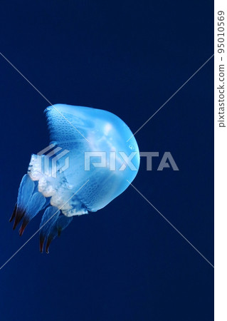 A cute “color jelly” jellyfish that swims leisurely in a lighted-up aquarium tank. 95010569