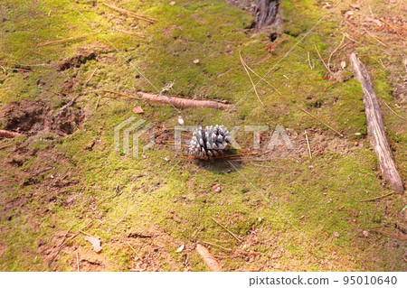 Pine cone that fell to the ground 95010640